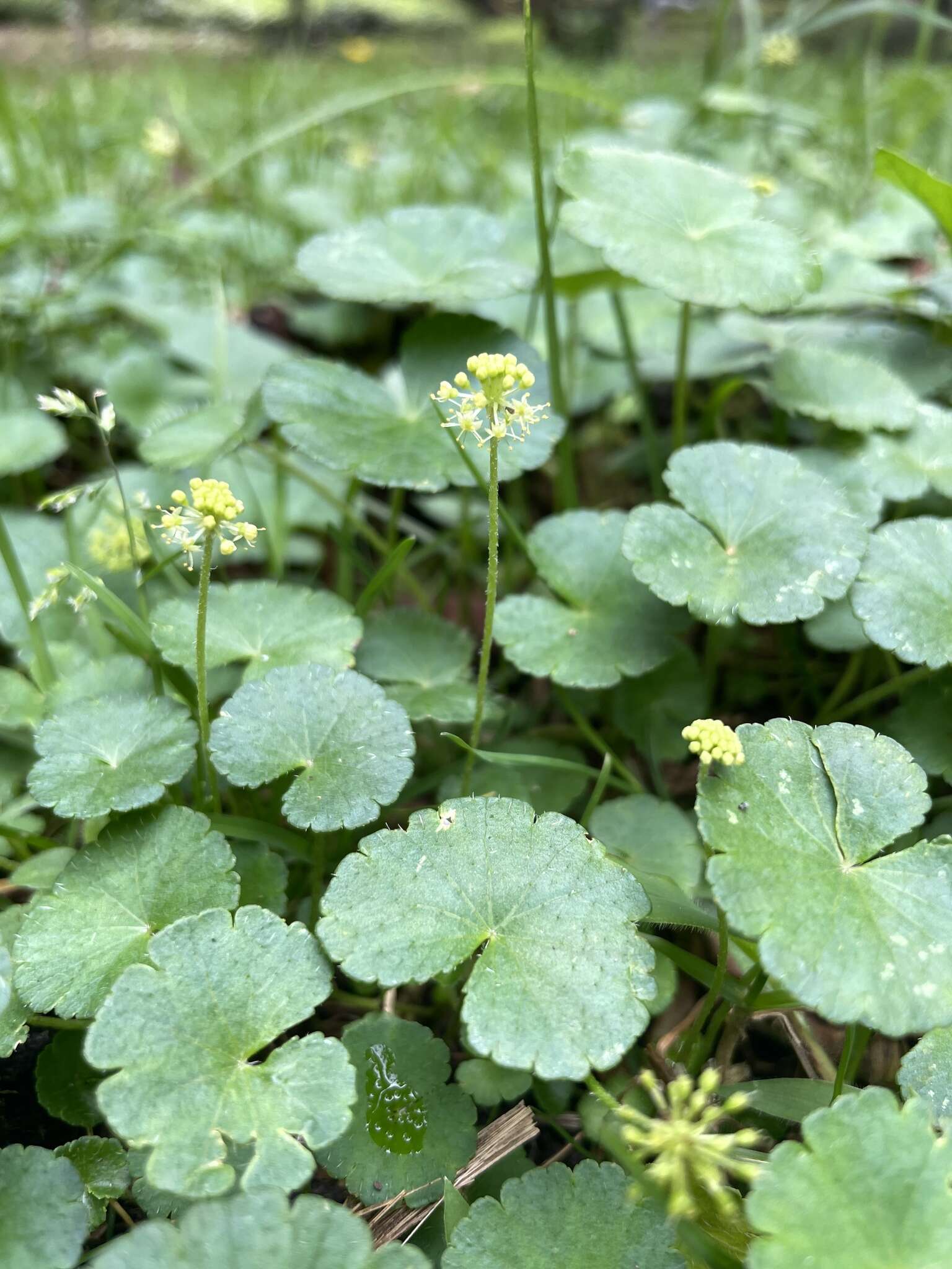 Image de Hydrocotyle bonplandii A. Rich.