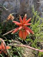 Image of Aloe chortolirioides var. woolliana (Pole-Evans) Glen & D. S. Hardy