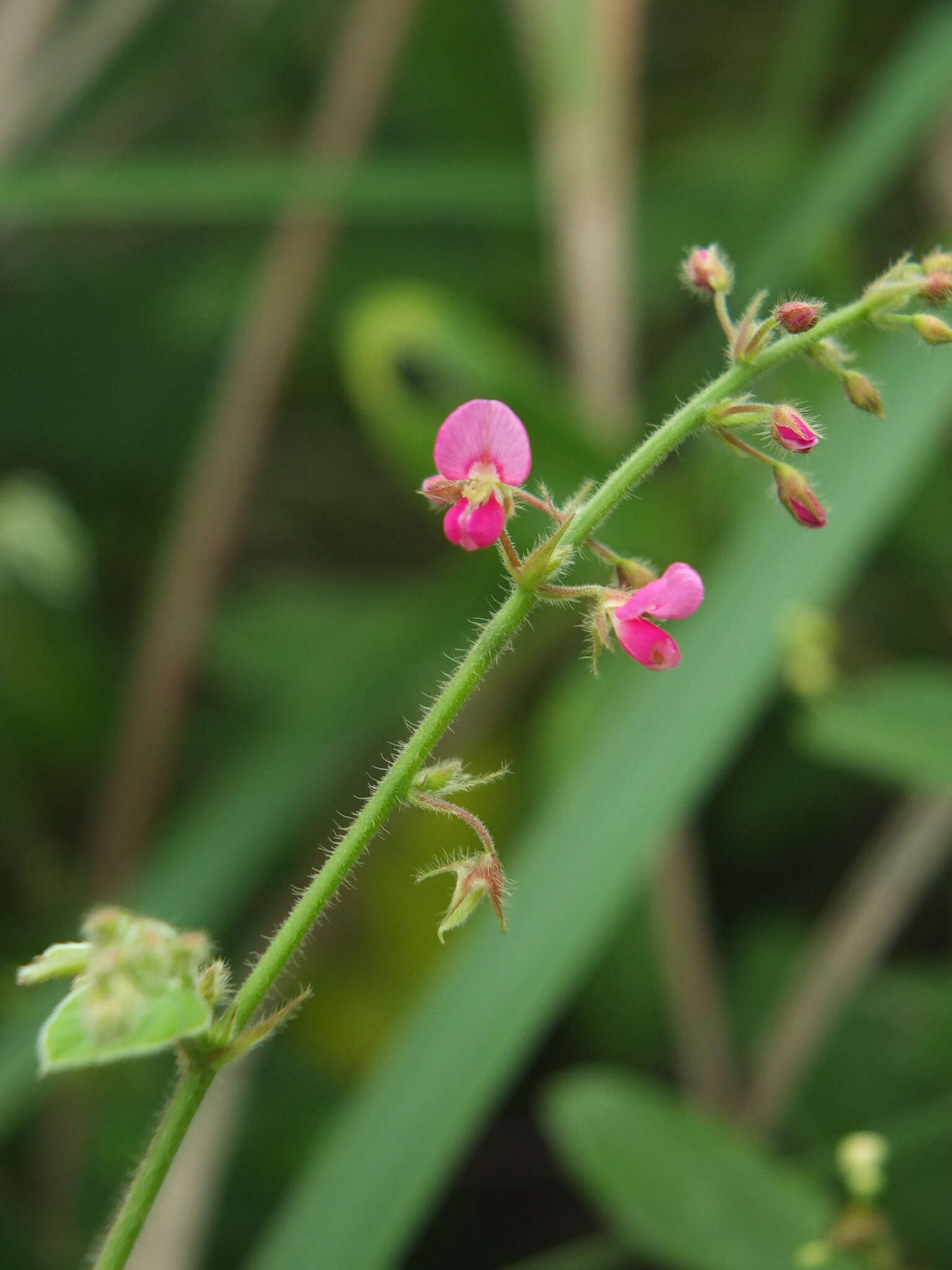 Imagem de Pseudarthria viscida (L.) Wight & Arn.