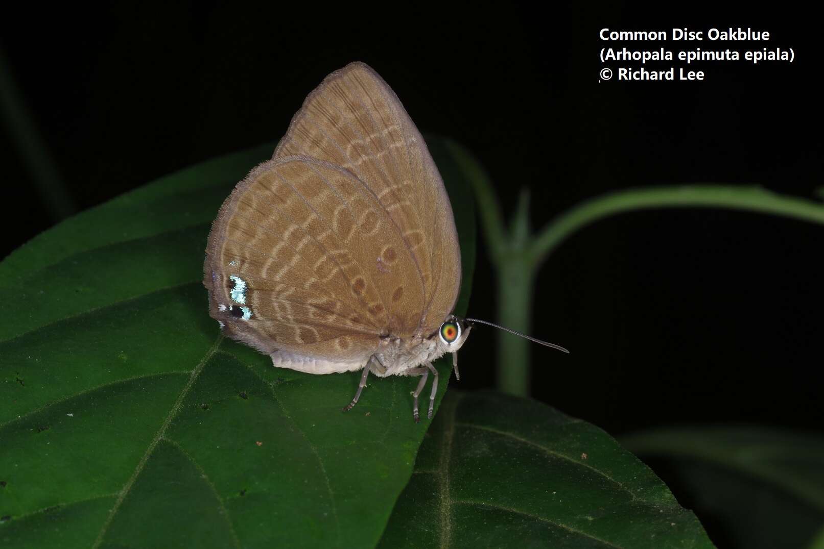 Image of Arhopala epimuta epiala Corbet 1941