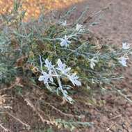 Image of Teucrium racemosum R. Br.