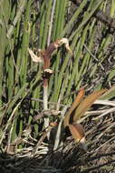 Image of Barkeria melanocaulon A. Rich. & Galeotti