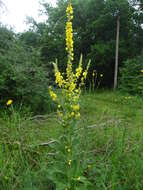 Image of Verbascum denudatum Pfund