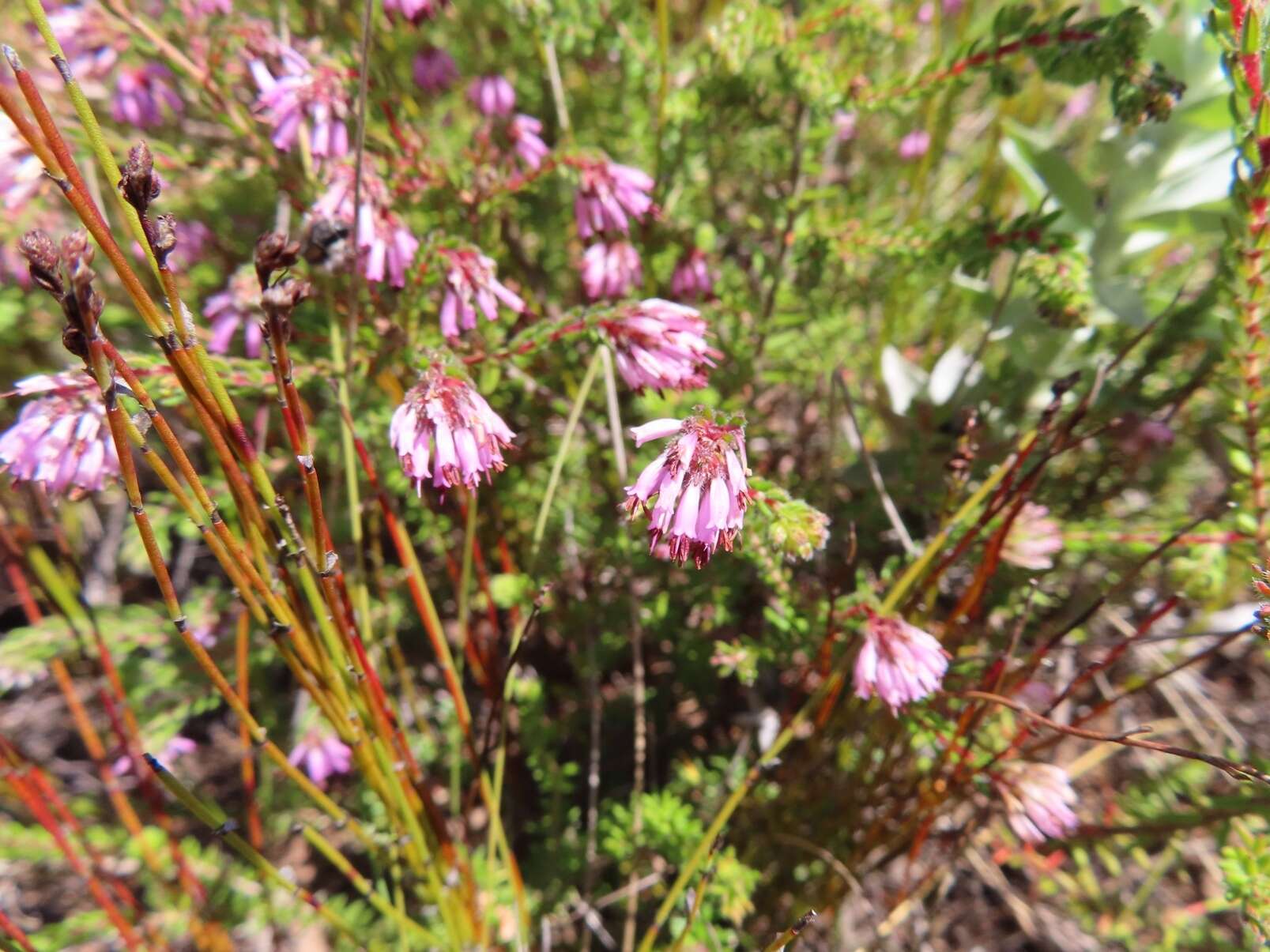 Plancia ëd Erica glabella subsp. laevis E. G. H. Oliver