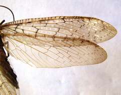 Image of Corydalus magnus Contreras-Ramos 1998
