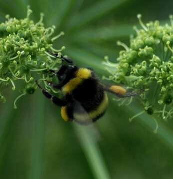 Image of Cryptic Bumble Bee