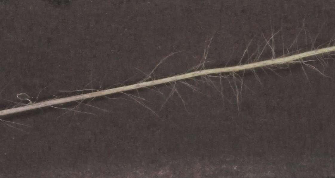 Image of Digitaria ternata (A. Rich.) Stapf