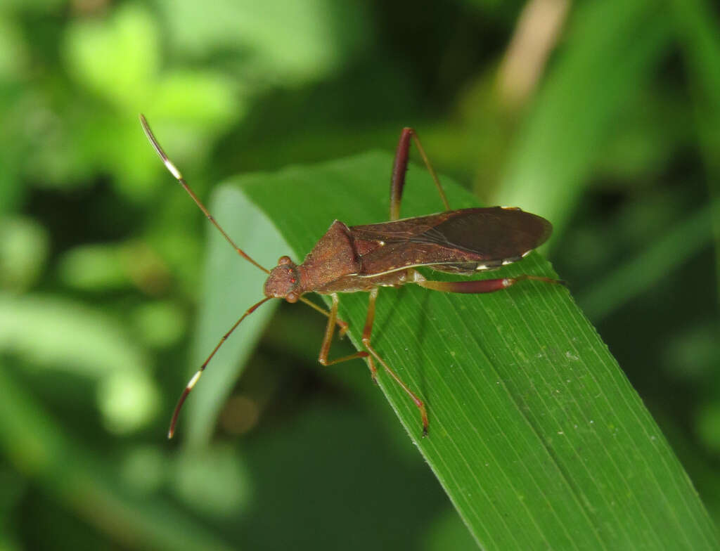 صورة Megalotomus quinquespinosus (Say 1825)