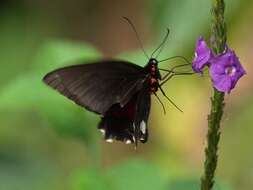 Image of Parides aeneas (Linnaeus 1758)