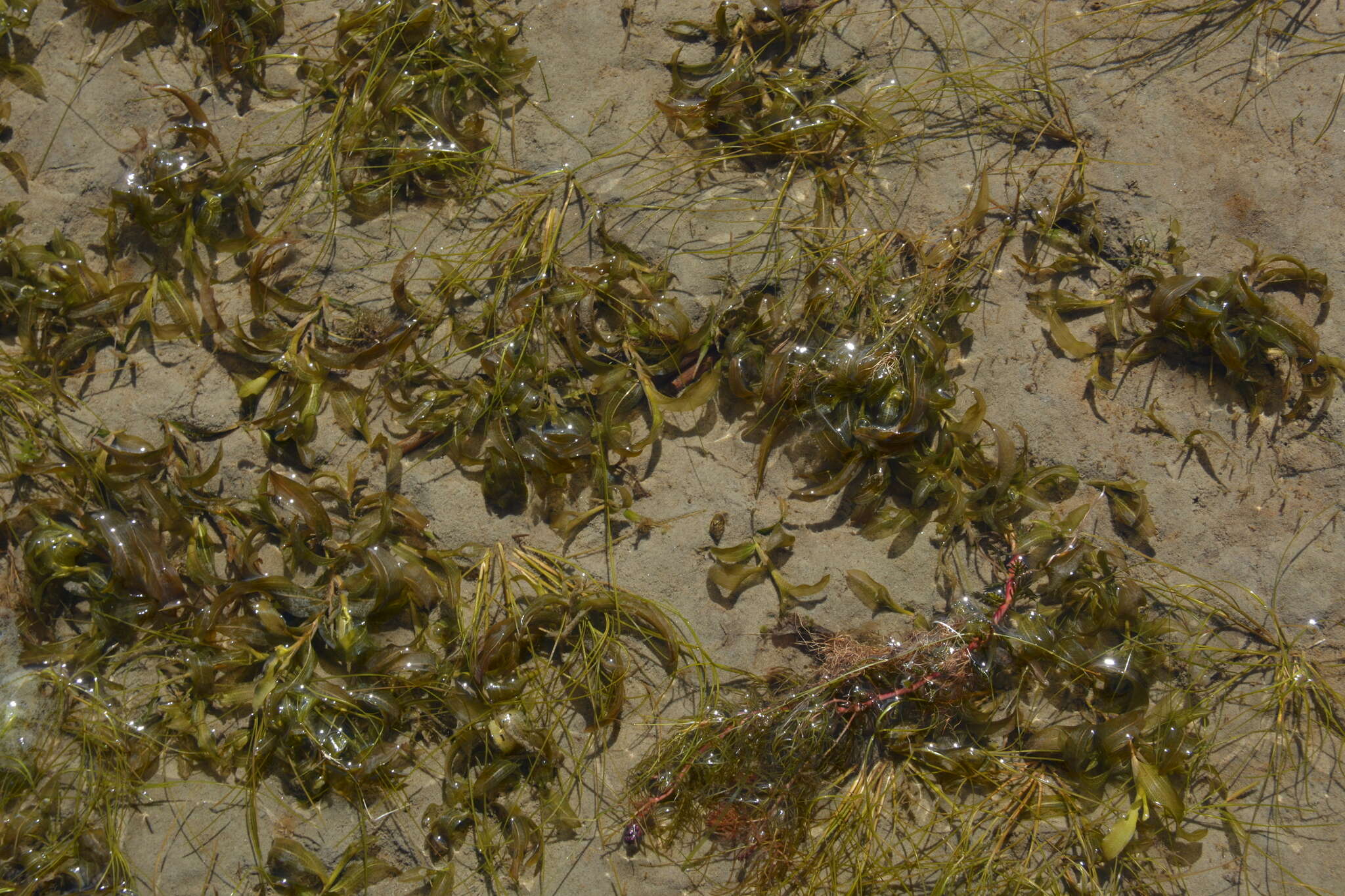 Image of sheathed pondweed