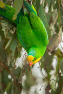 Image of Barraband Parakeet