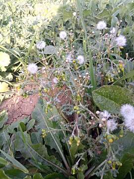 Image of Senecio vulgaris subsp. vulgaris