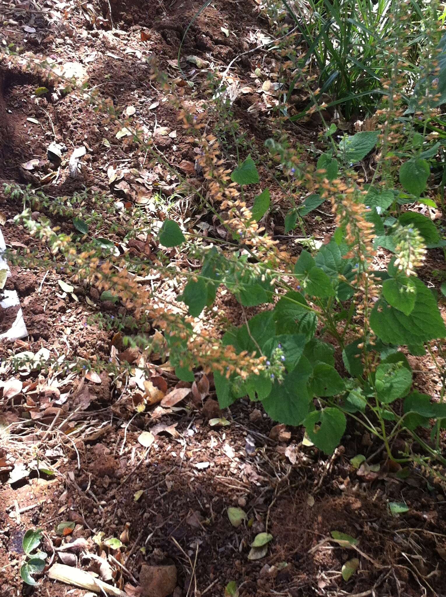 Imagem de Salvia tiliifolia Vahl