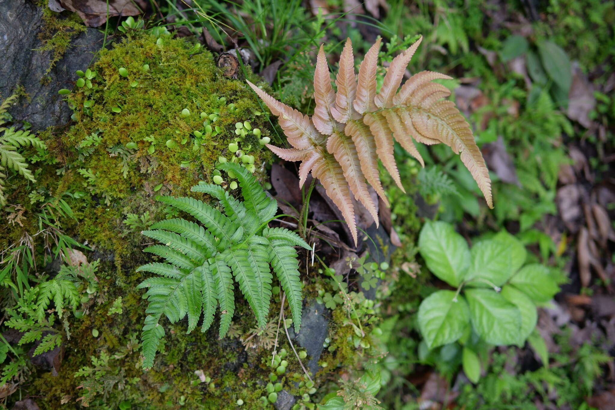 Imagem de Dryopteris varia (L.) O. Kuntze