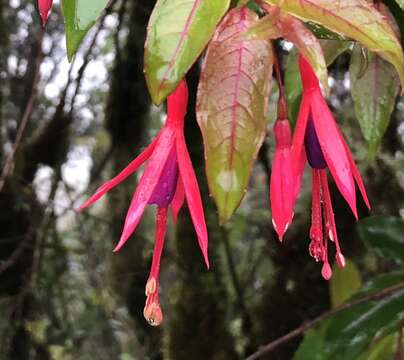 Image of Fuchsia regia (Vand. ex Vell.) Munz