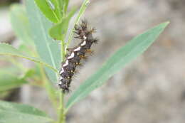 صورة Acronicta perdita Grote 1874