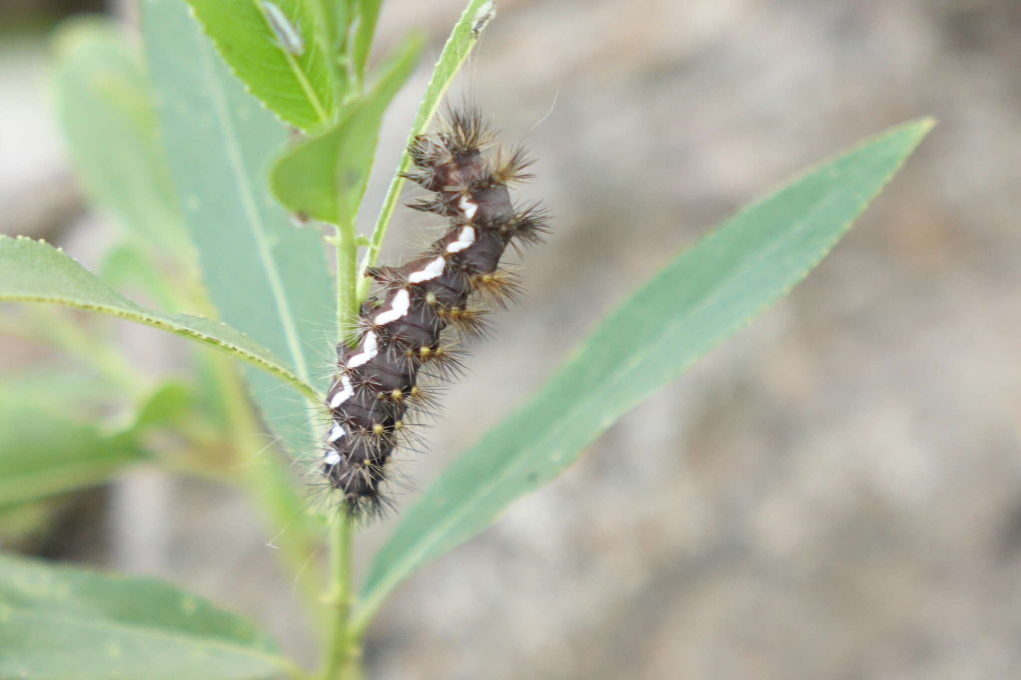 صورة Acronicta perdita Grote 1874