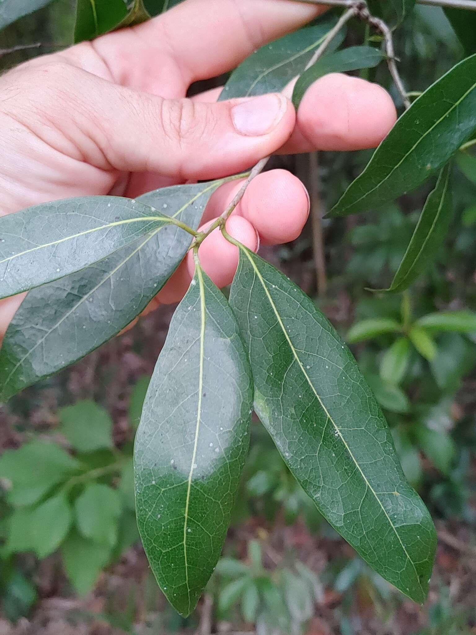 Image of Damburneya coriacea (Sw.) Trofimov & Rohwer