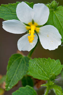 Image of White Fen-Rose