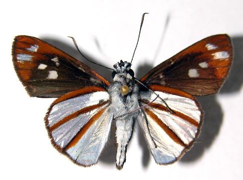 Image of <i>Vettius conka</i> Evans 1955