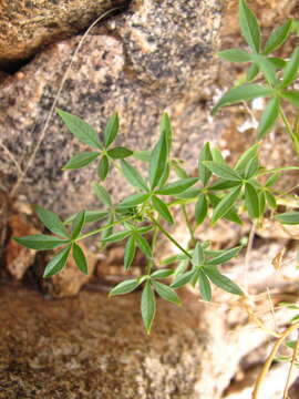 Image of <i>Cleome <i>oxyphylla</i></i> Burch. var. oxyphylla