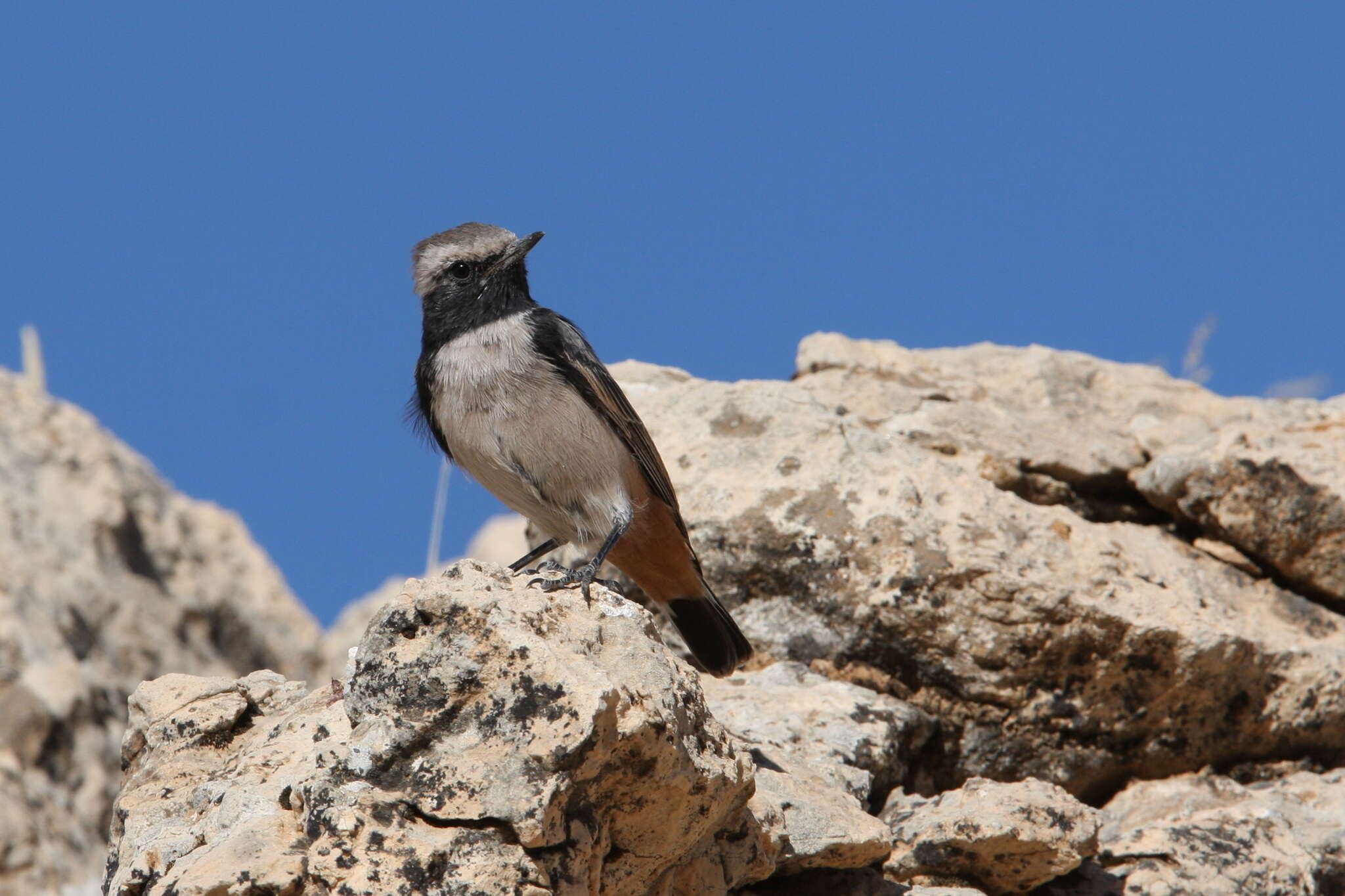 Image of Kurdish Wheatear