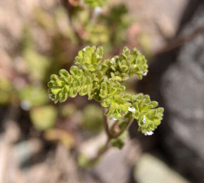 Phacelia cumingii (Benth.) A. Gray resmi