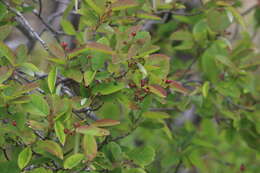 Image of Canadian serviceberry