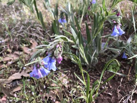 Image de Mertensia lanceolata (Pursh) A. DC.