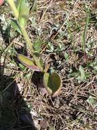 Image of Bull's coraldrops