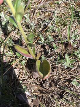 Image of Bull's coraldrops