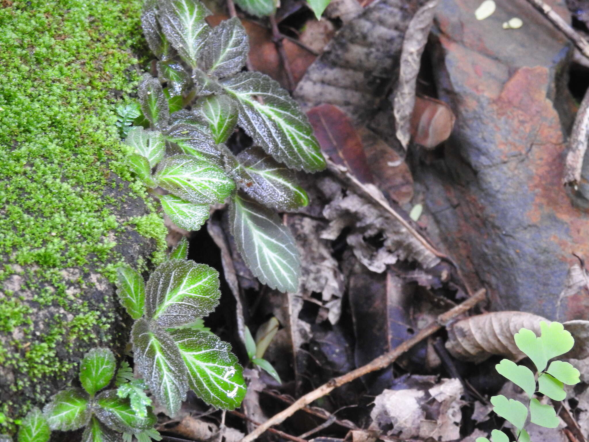 Image of Phinaea multiflora C. V. Morton