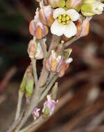 Imagem de Polyctenium fremontii var. fremontii