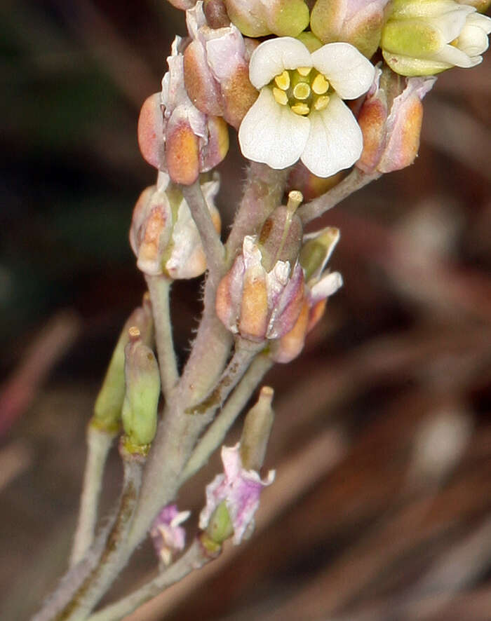 Imagem de Polyctenium fremontii var. fremontii