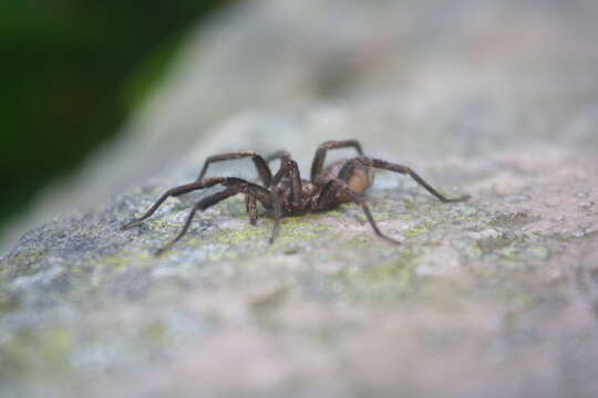 Image de Brachytheliscus bicolor