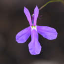 Image of Lobelia aurita (Brandegee) T. J. Ayers