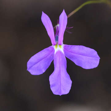 Image of Lobelia aurita (Brandegee) T. J. Ayers