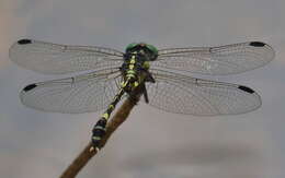 Image of Austroepigomphus praeruptus (Selys 1858)