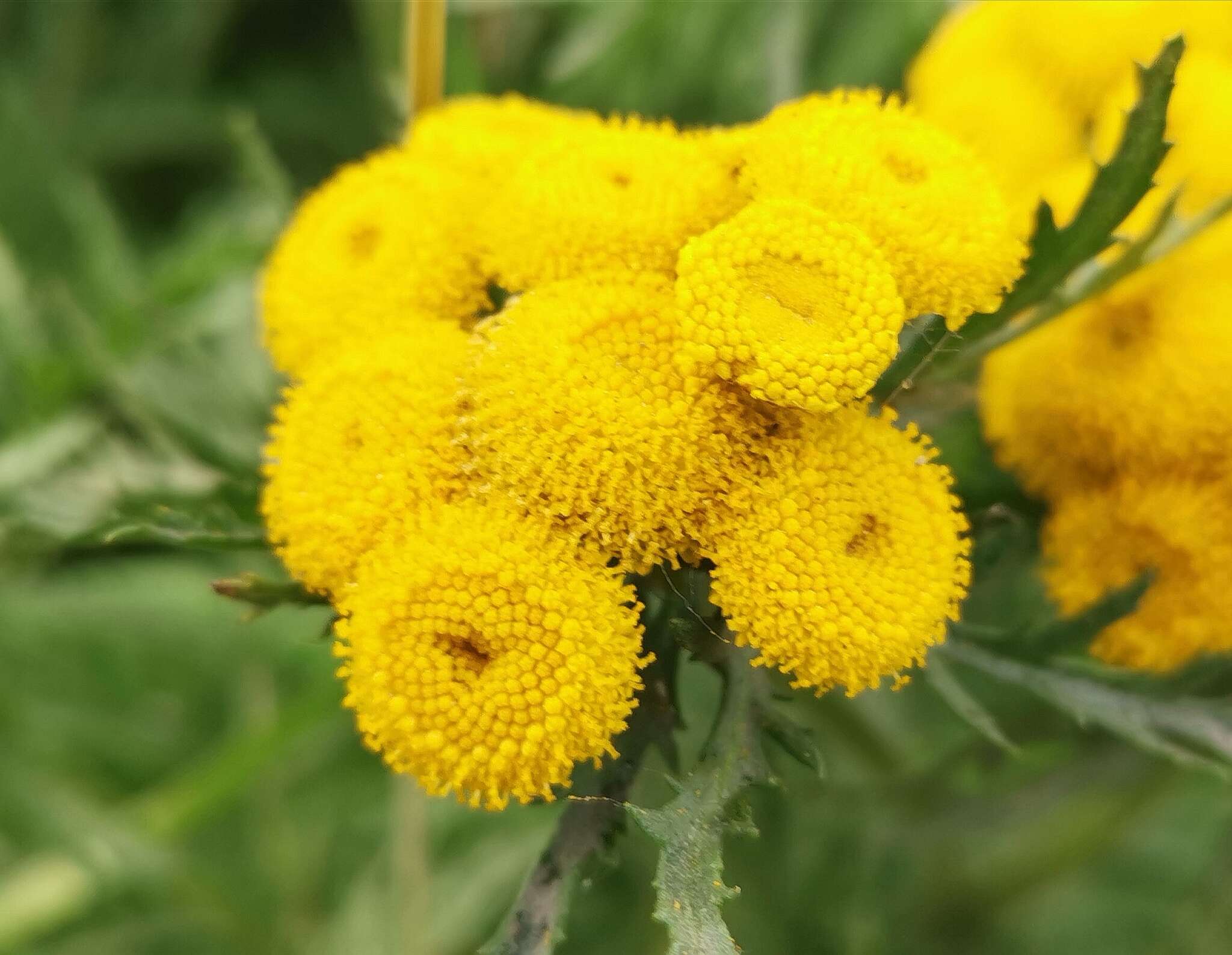 Image of Tanacetum vulgare subsp. boreale (Fisch. ex DC.) A 1975