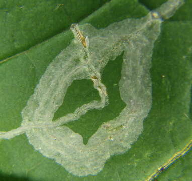 Image of Ash Leaf-roller