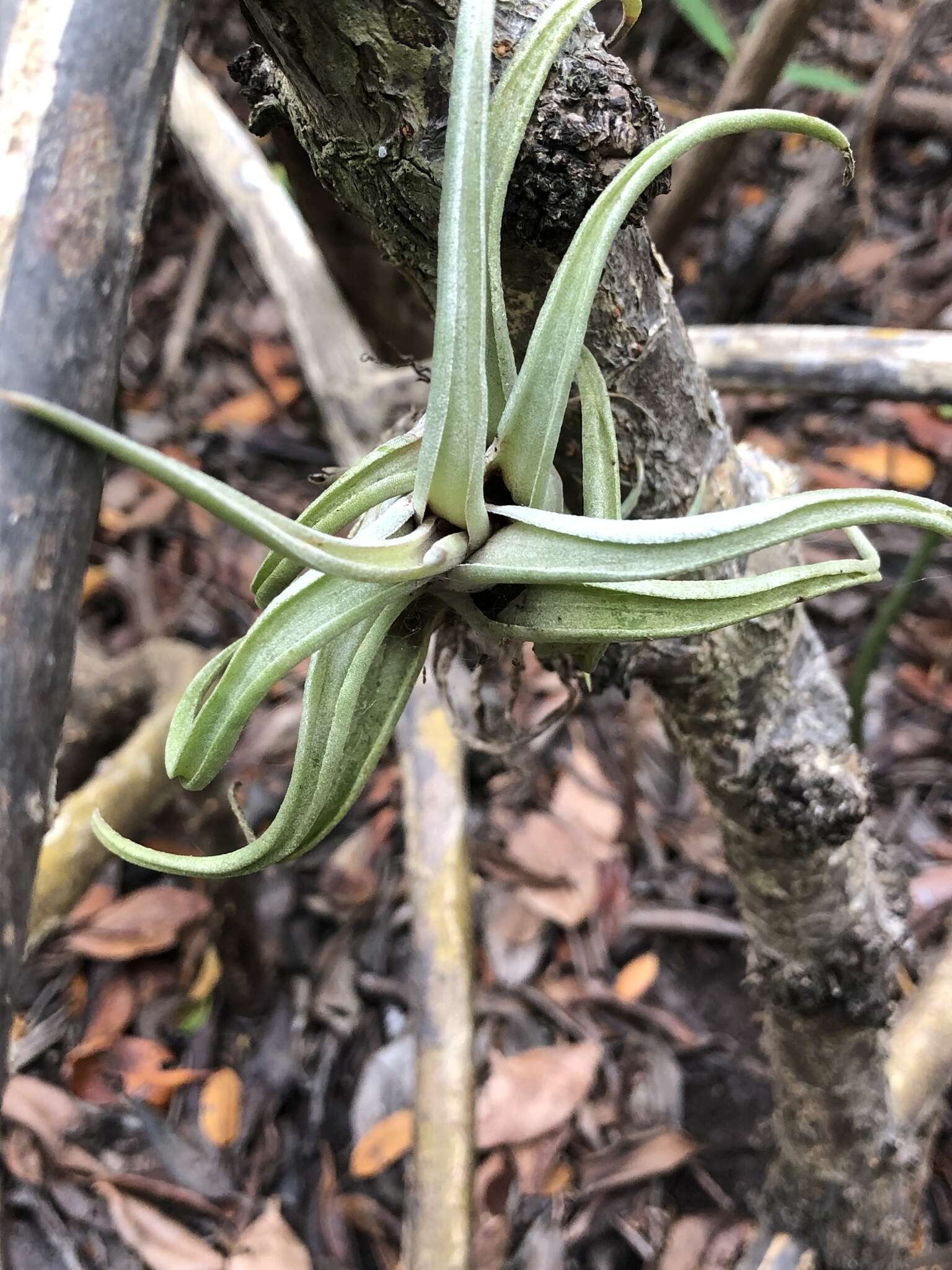 Imagem de Tillandsia paucifolia Baker