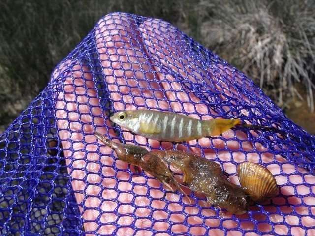 Image of Mediterranean Killifish