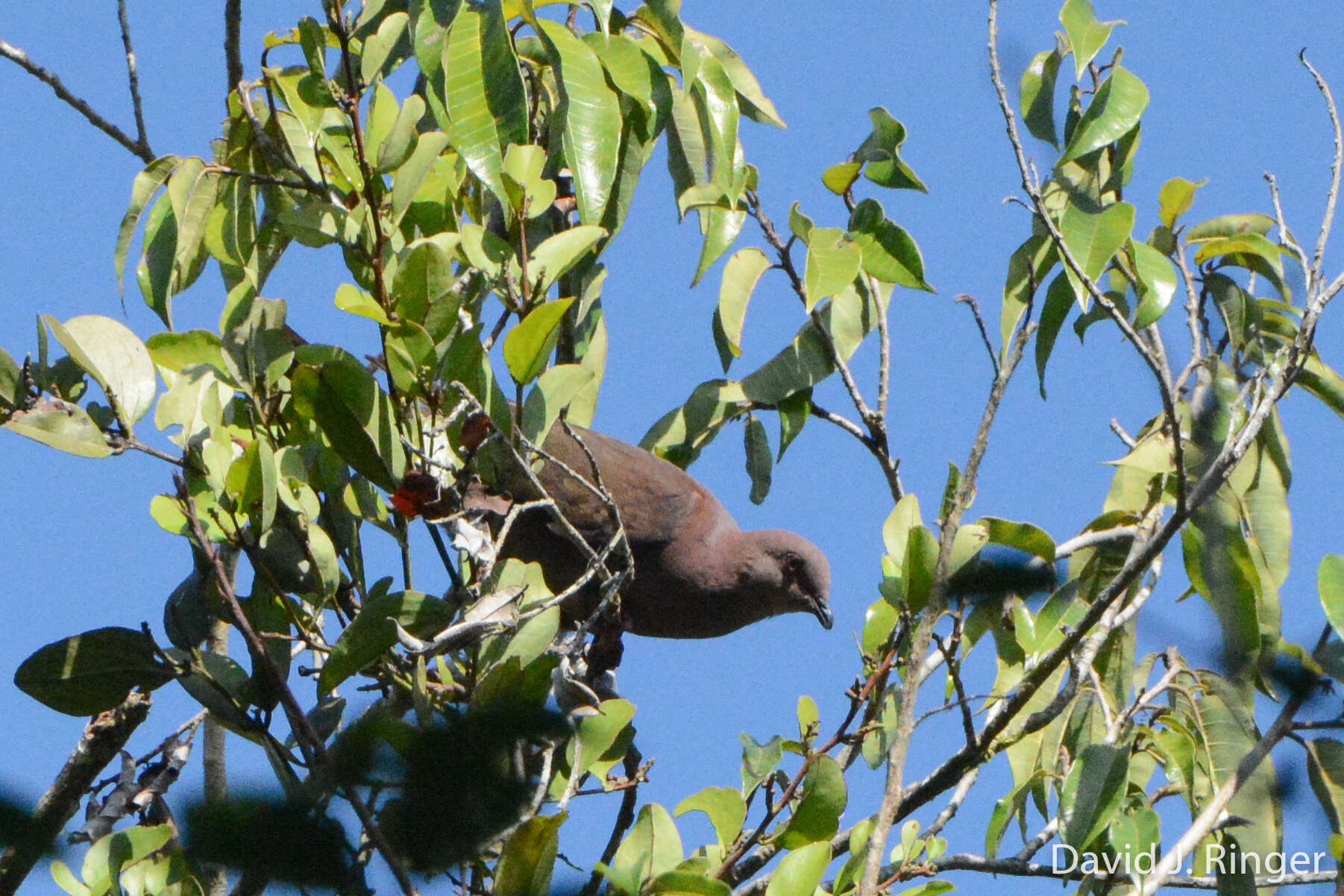 Image of Ruddy Pigeon