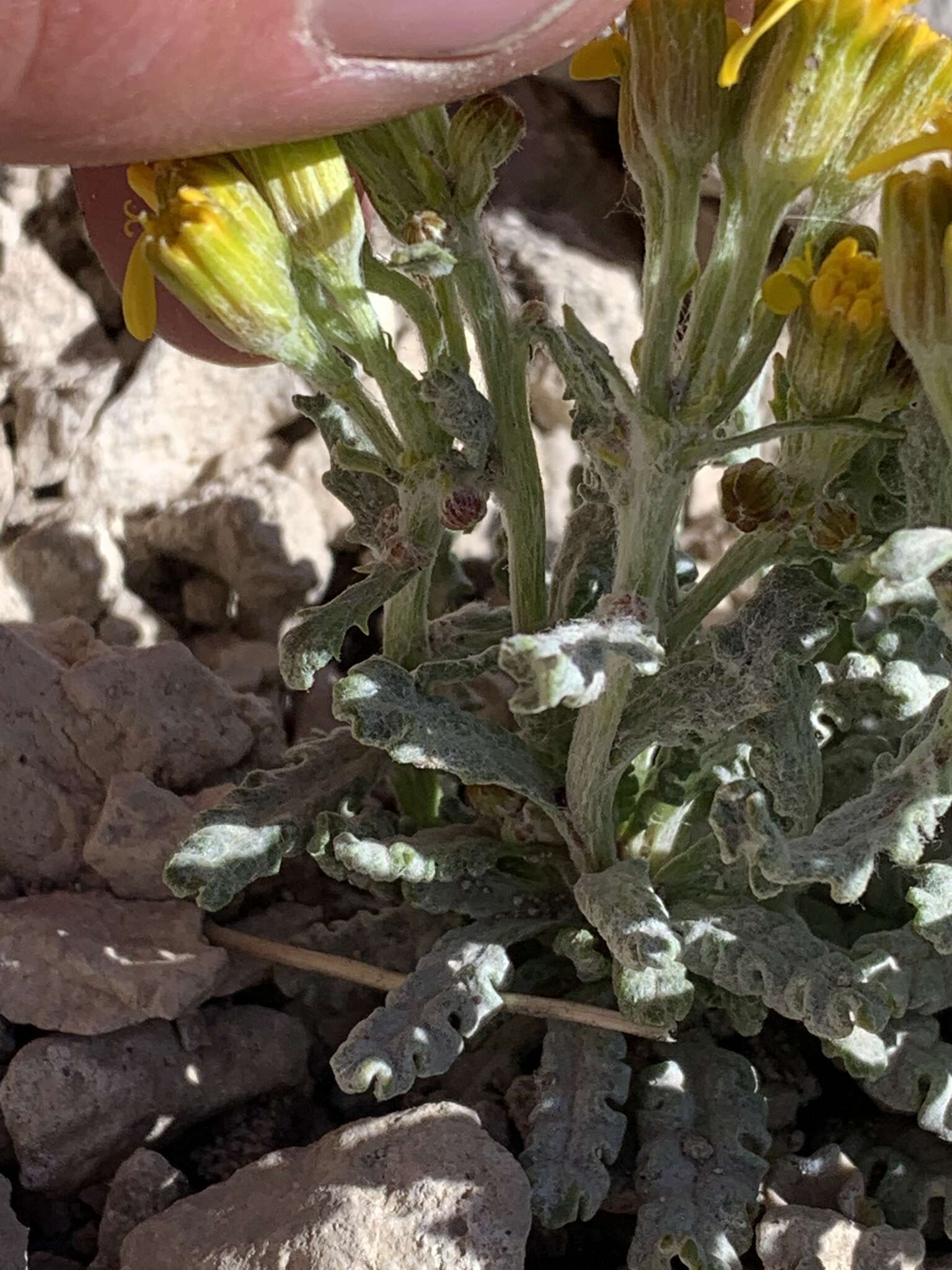 Image of Musinea ragwort