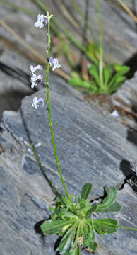 Image de Anarrhinum laxiflorum Boiss.