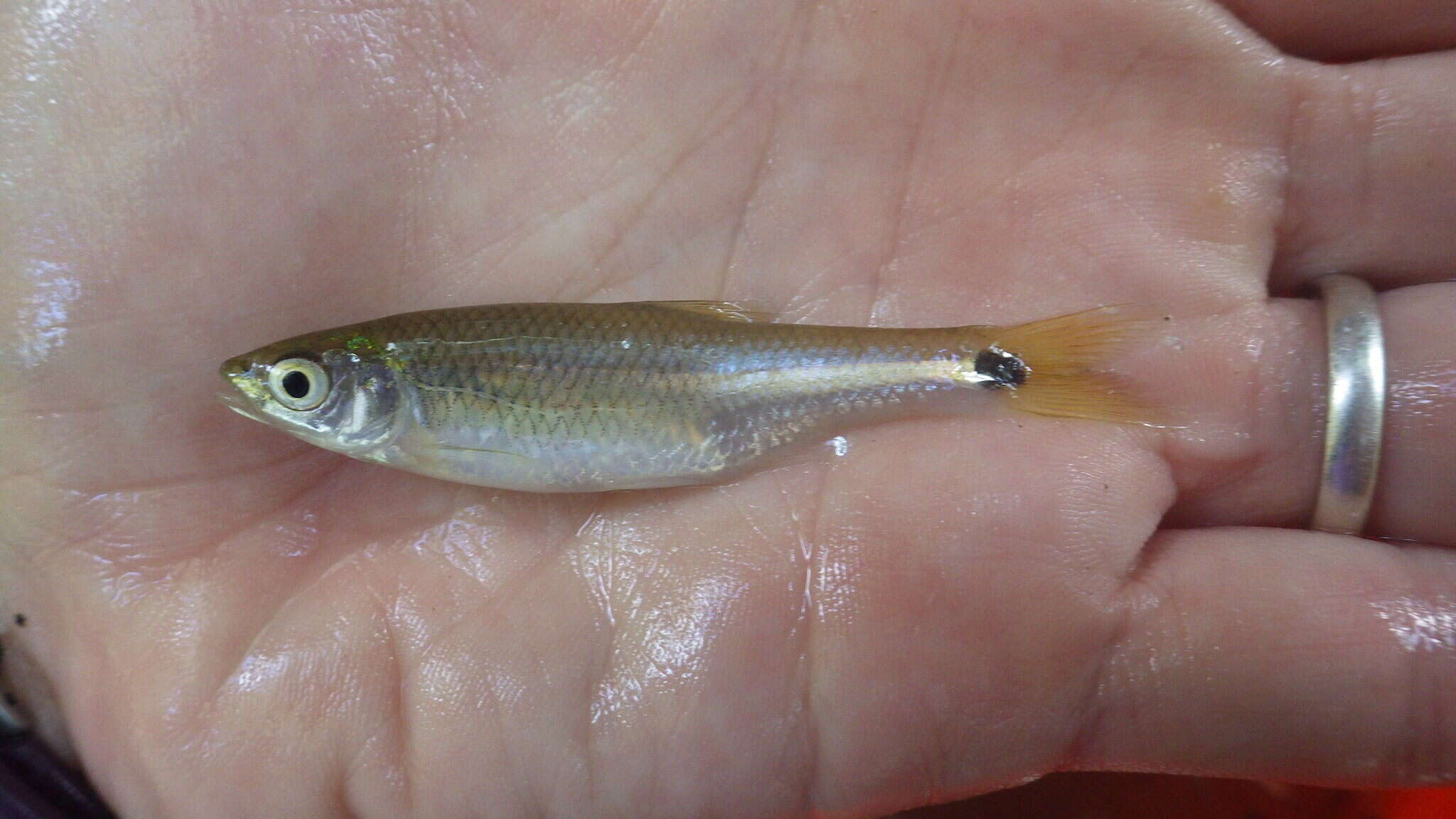 Image of Blacktail shiner