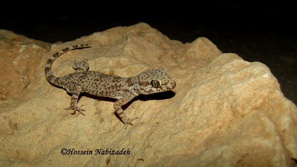 Image of Thick-tailed Tuberculated Gecko