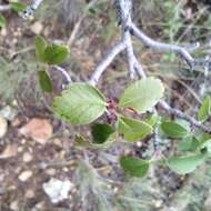 Image of Amelanchier utahensis var. utahensis