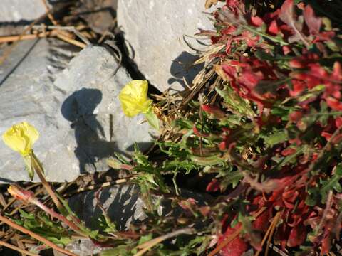 Imagem de Oenothera pubescens Willdenow ex Spreng.