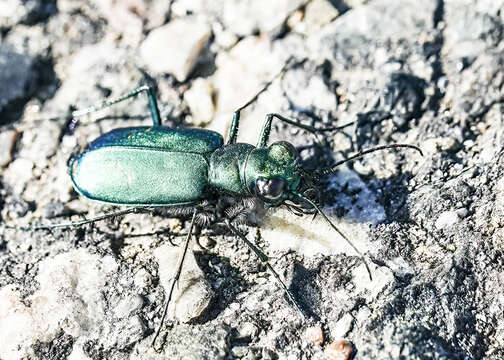 Sivun Cicindela (Cicindela) pugetana Casey 1914 kuva